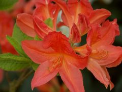 Rhododendronblüte