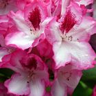 Rhododendronblüte 2