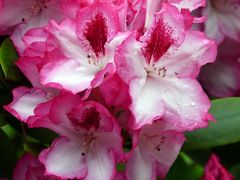 Rhododendronblüte 2