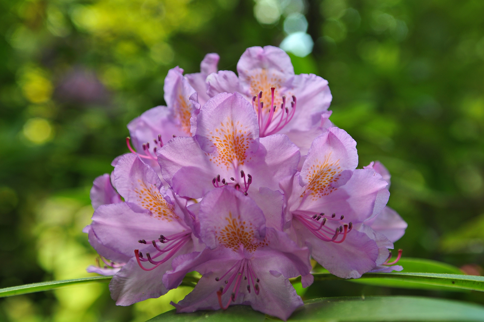 Rhododendronblüte 2015