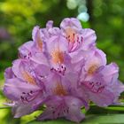 Rhododendronblüte 2015