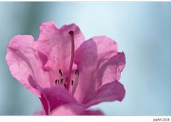 Rhododendronblüte