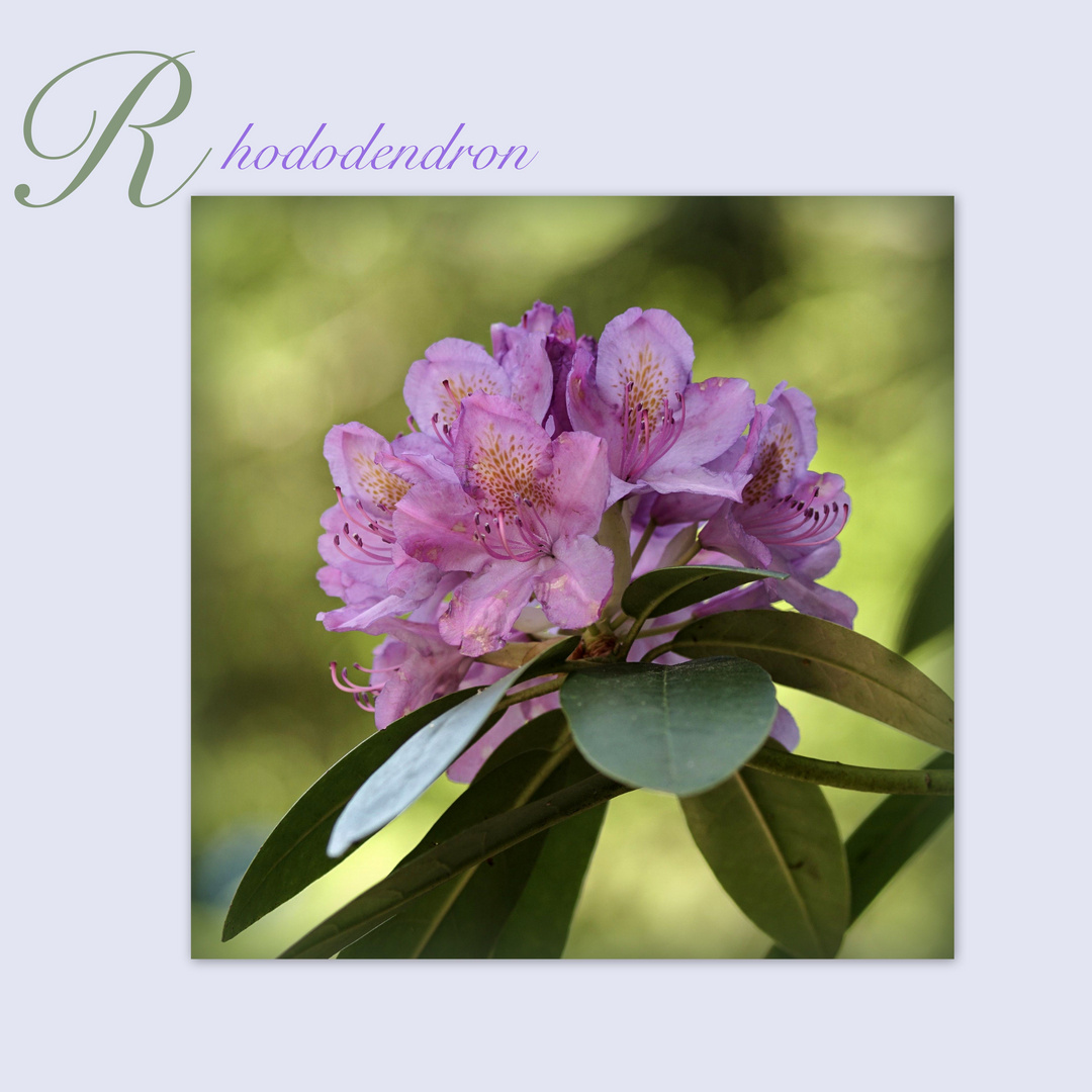  Rhododendronblüte