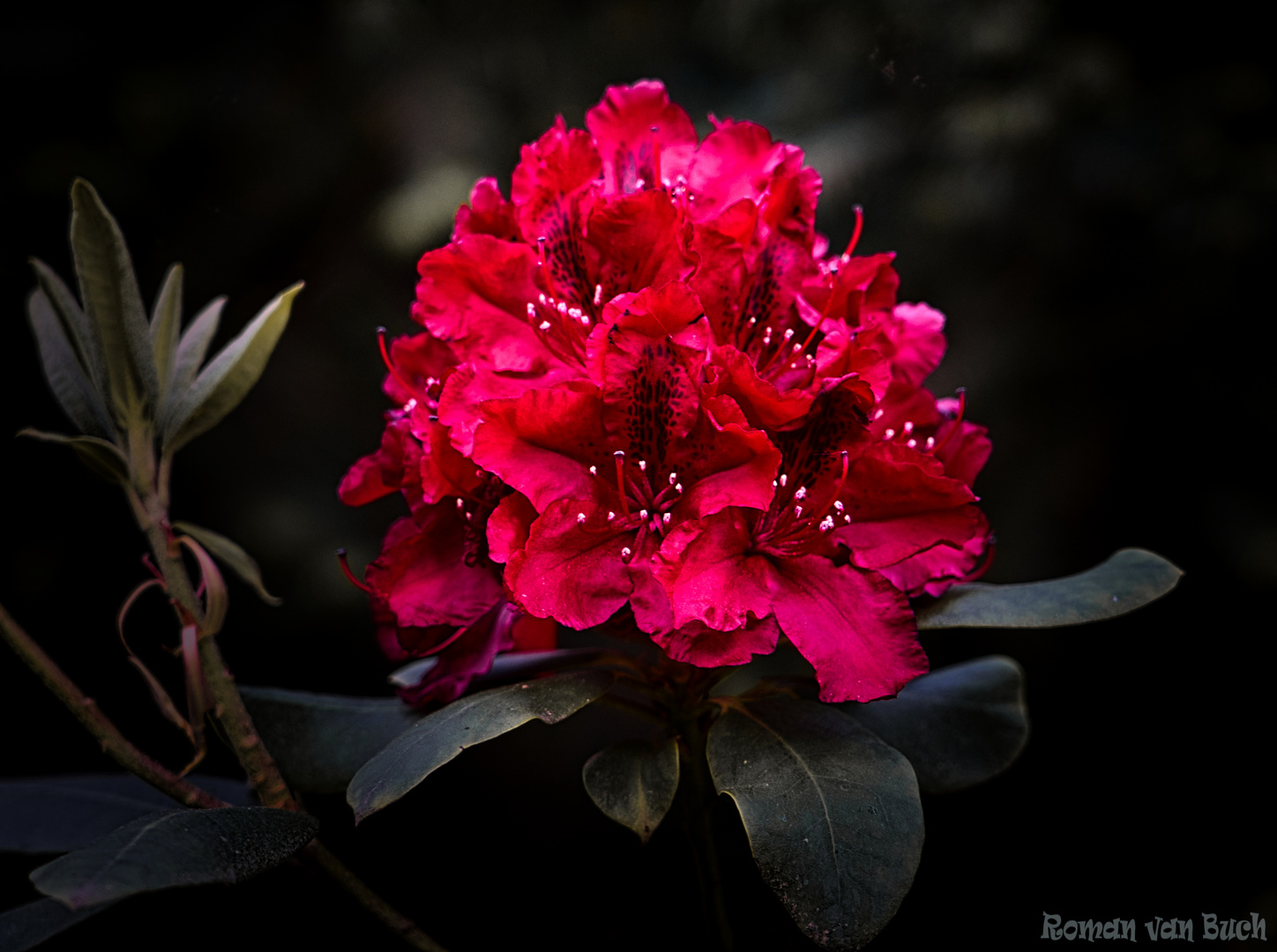 Rhododendronblüte