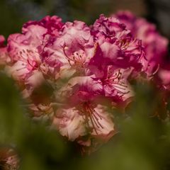 Rhododendronblüte