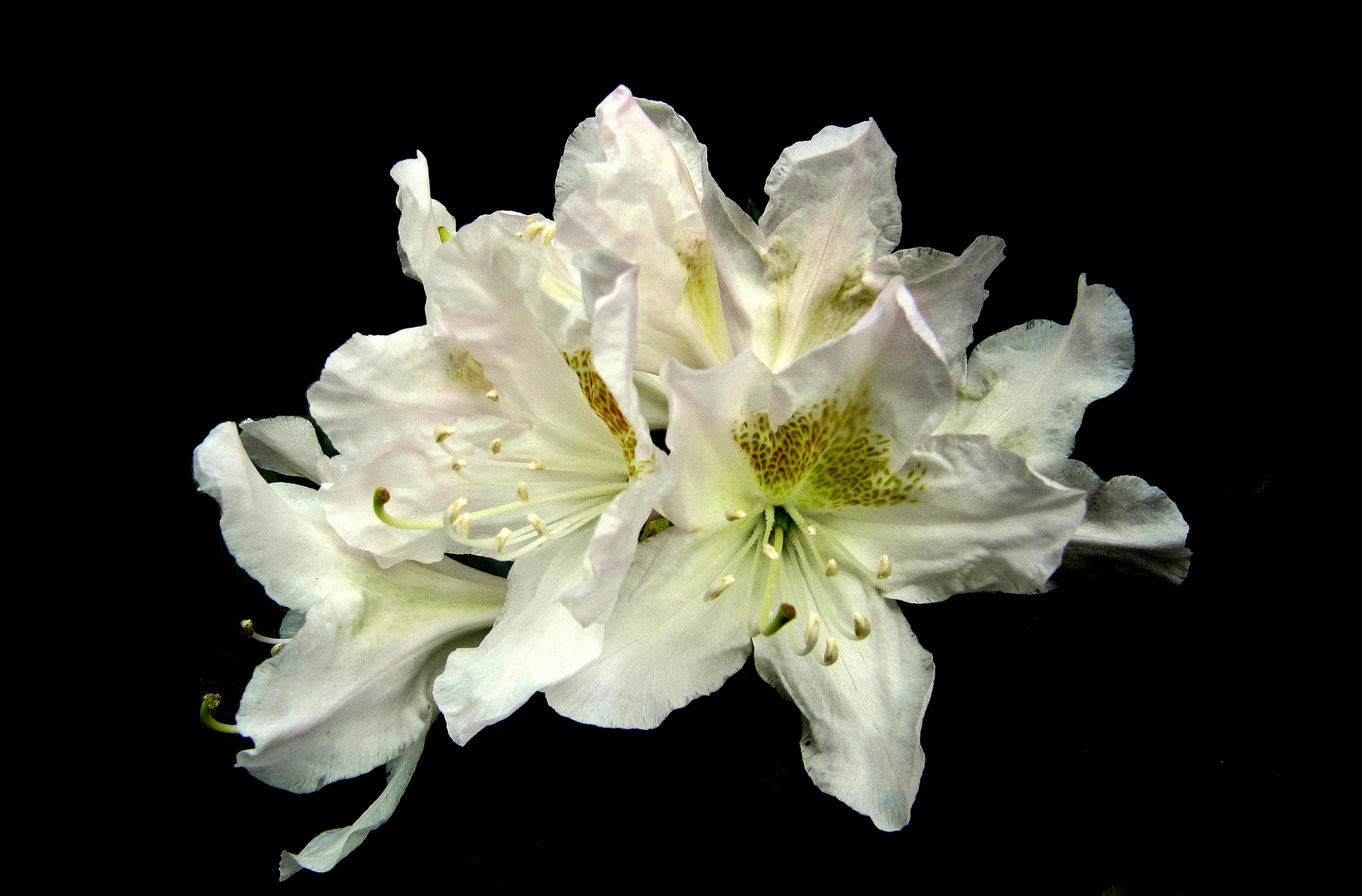 Rhododendronblüte