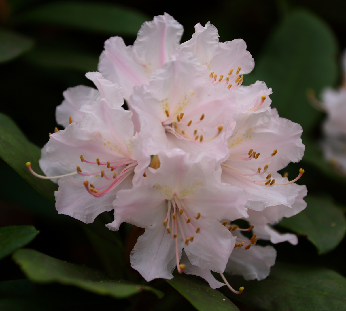 Rhododendronbluete