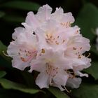 Rhododendronbluete