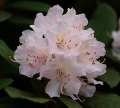 Rhododendronbluete