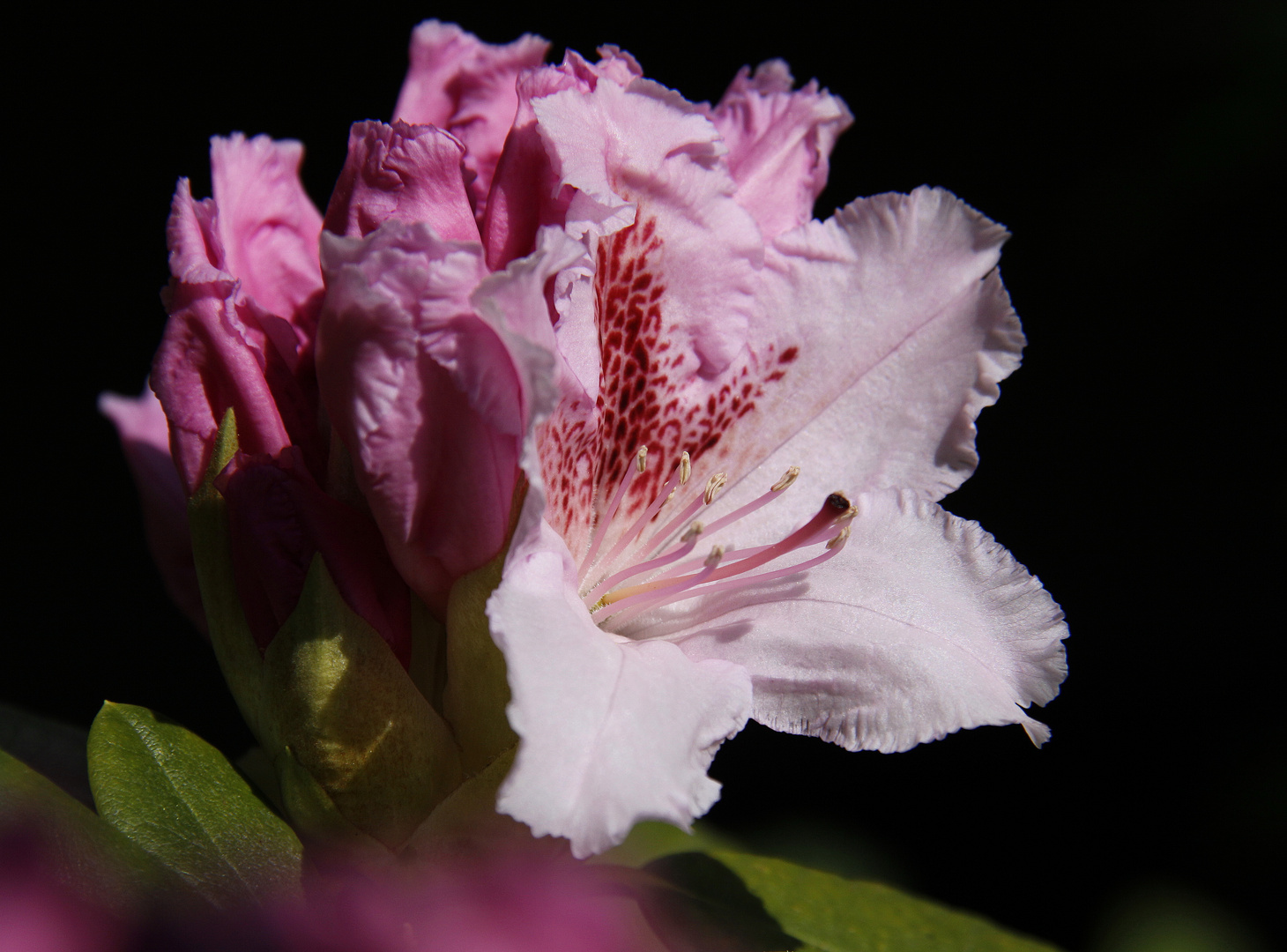 Rhododendronblüte