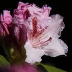 Rhododendronblüte