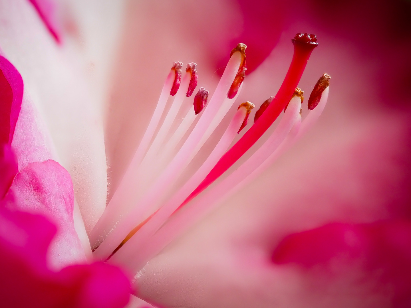 Rhododendronblüte