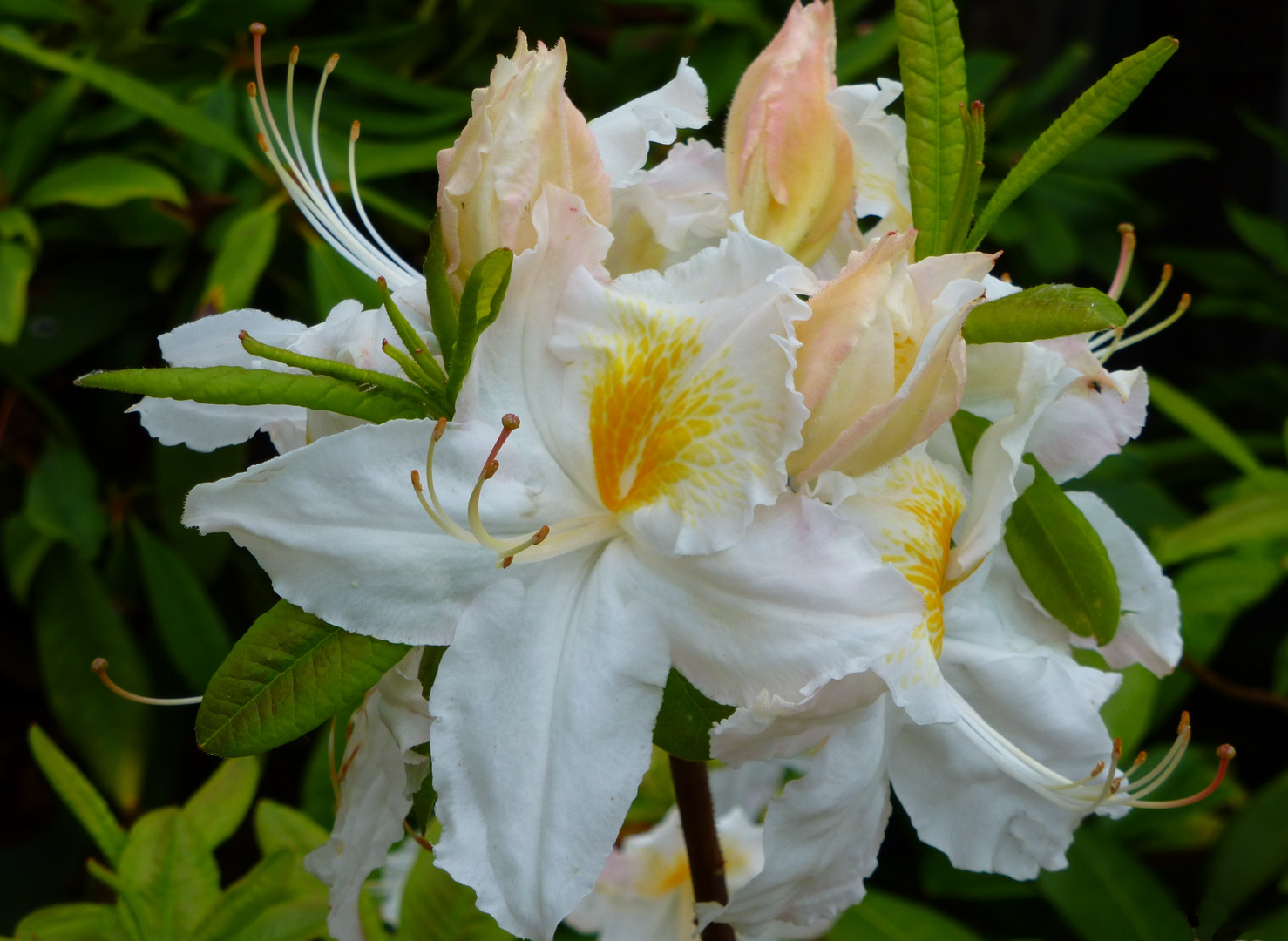 Rhododendronblüte - 3