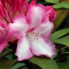 Rhododendronblüte 3