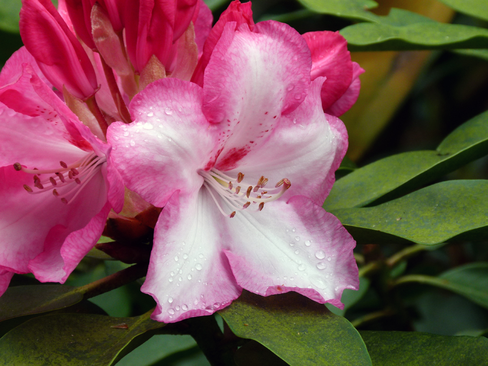 Rhododendronblüte 3