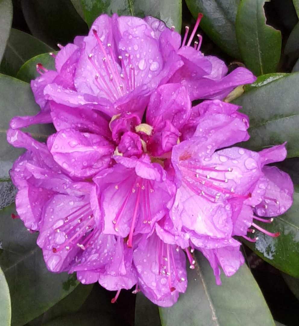 Rhododendronblüte 