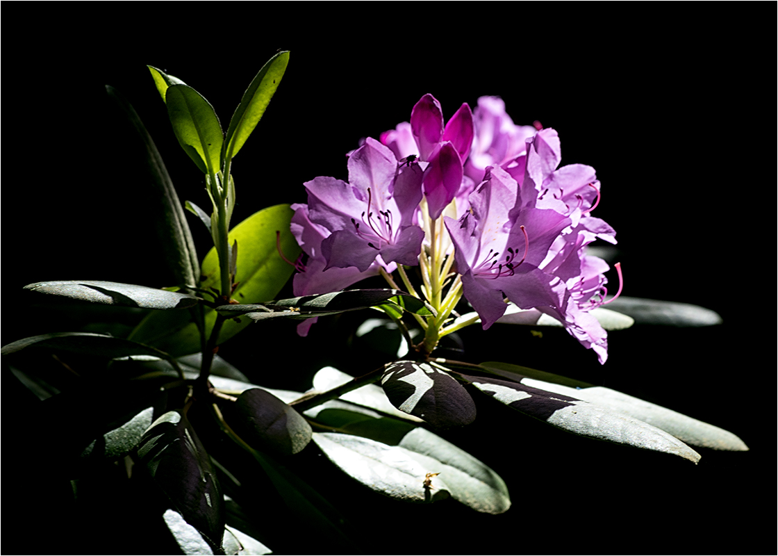 Rhododendronblüte