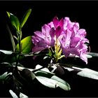 Rhododendronblüte