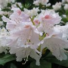 Rhododendronblüte