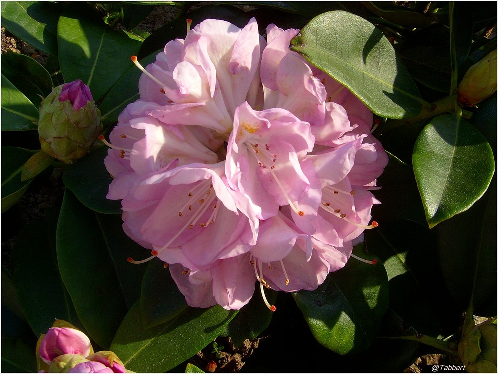 Rhododendronblüte