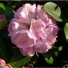 Rhododendronblüte