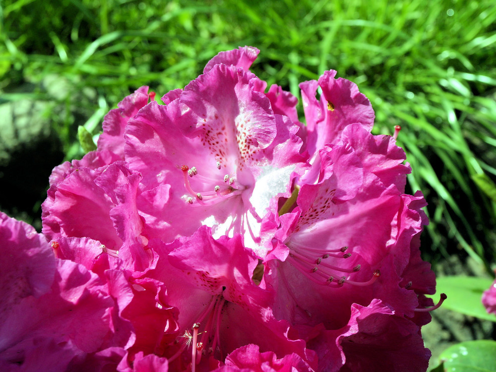 Rhododendronblüte