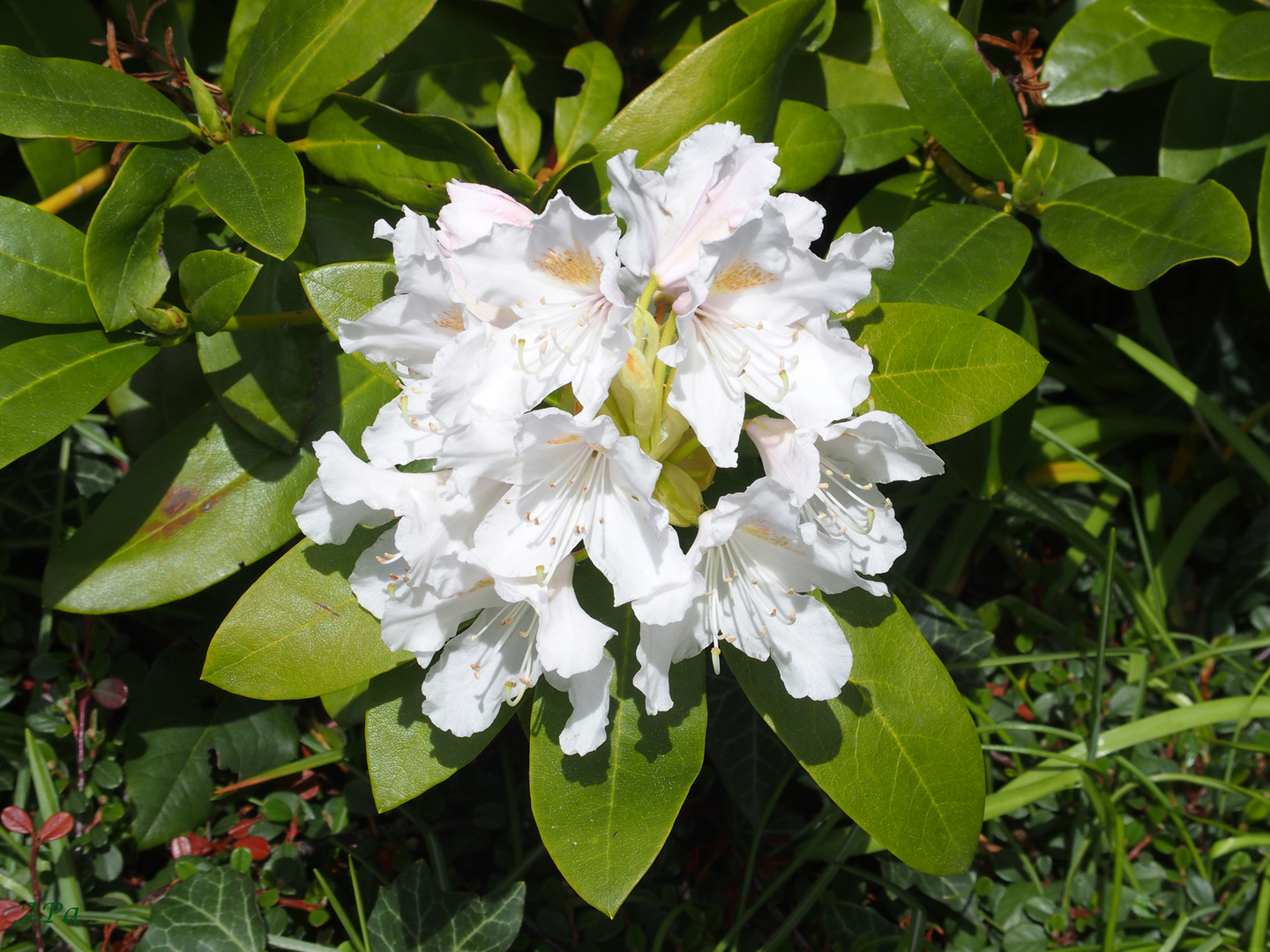 Rhododendronblüte