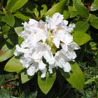 Rhododendronblüte