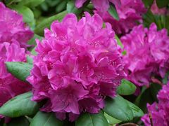 Rhododendronblüte