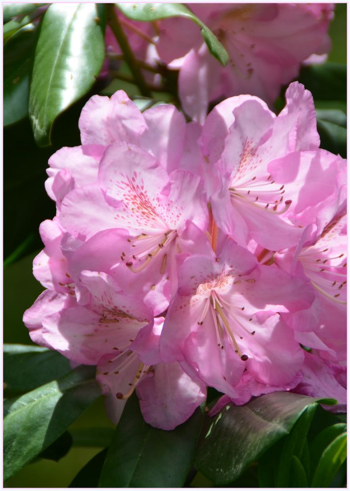 Rhododendronblüte