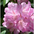 Rhododendronblüte