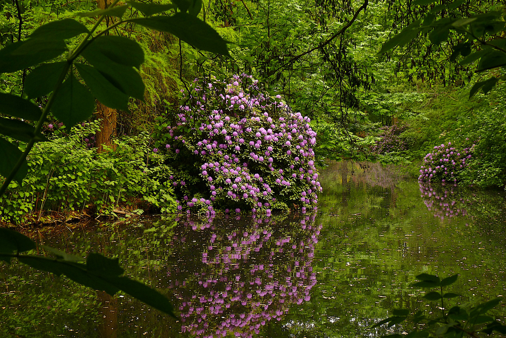 Rhododendronblüte