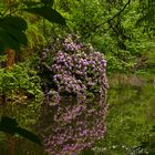 Rhododendronblüte