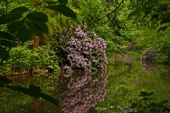 Rhododendronblüte