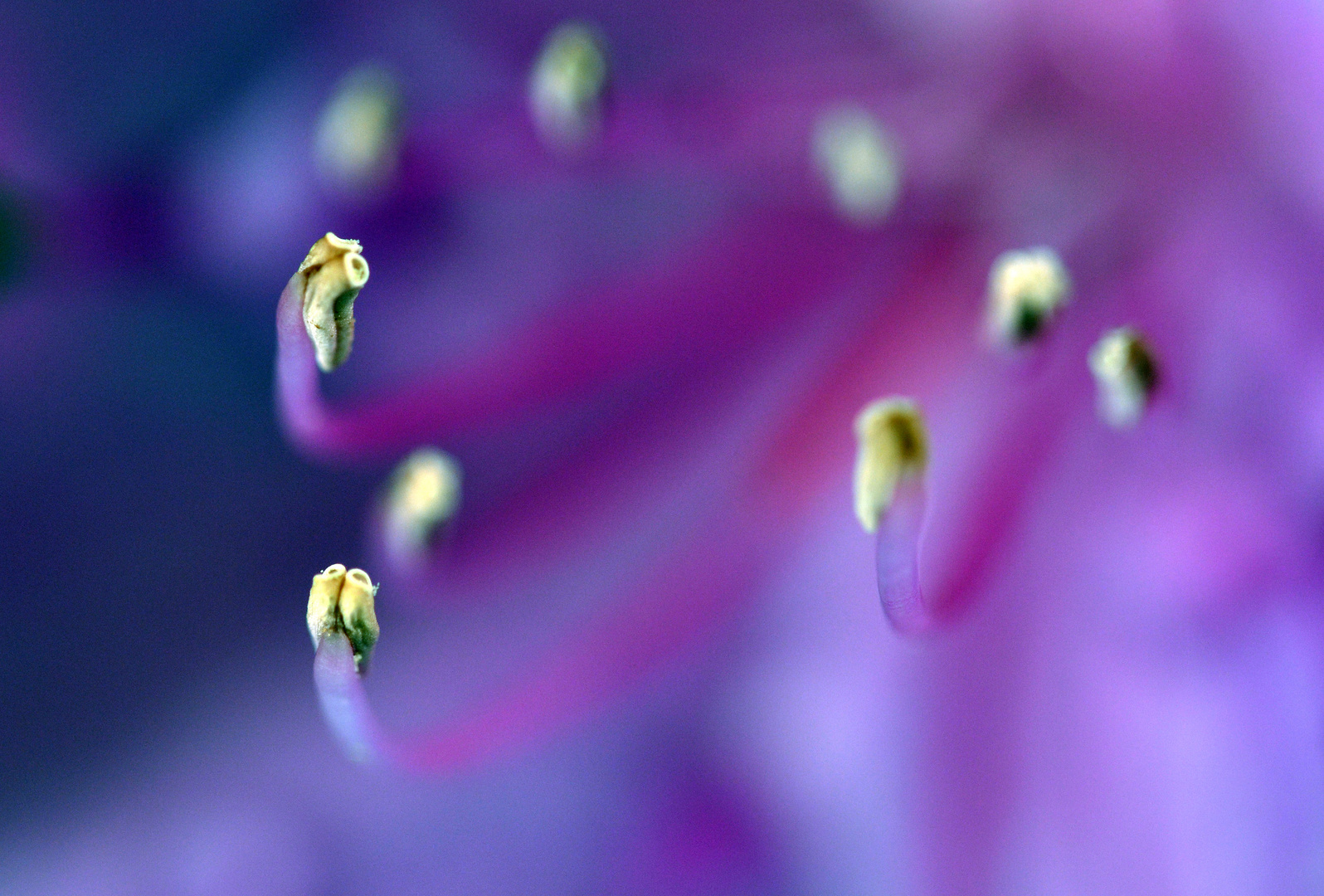 Rhododendronblüte