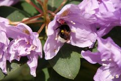 Rhododendronblüte