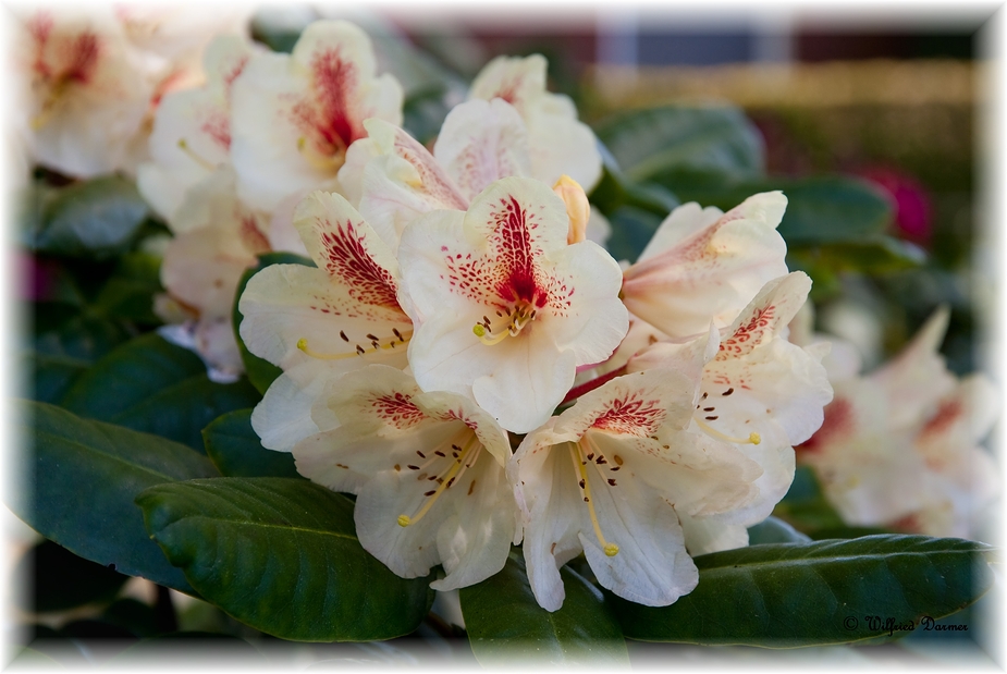 Rhododendronblüte