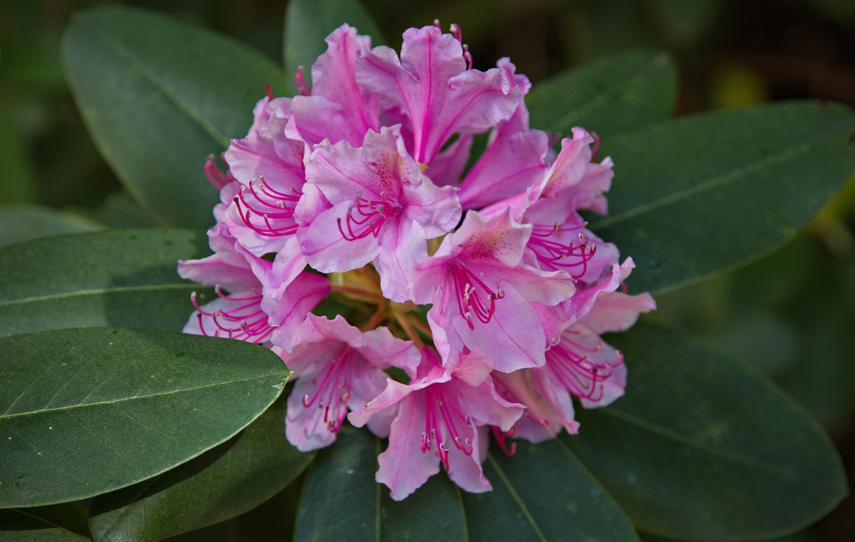 Rhododendronblüte