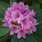 Rhododendronblüte