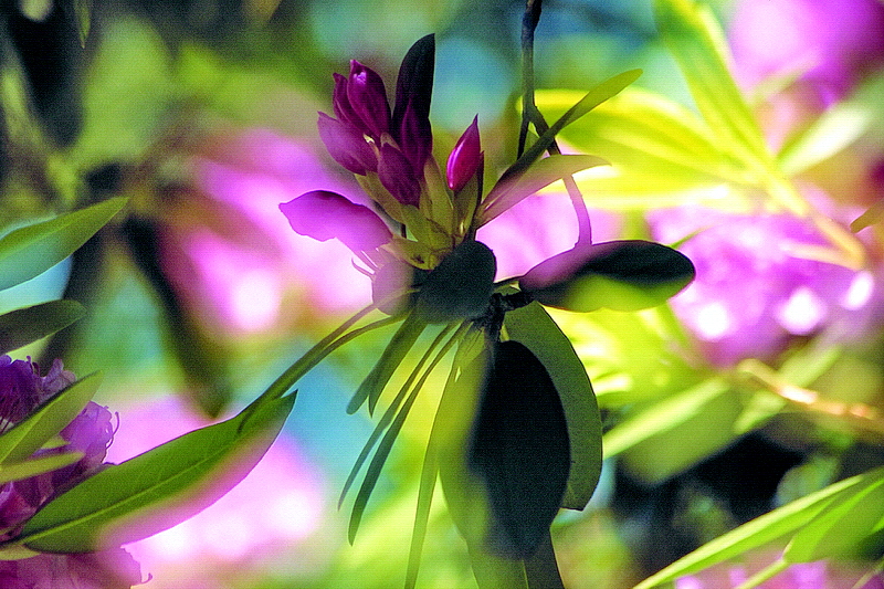 Rhododendronblüte...