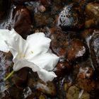 Rhododendronblüte