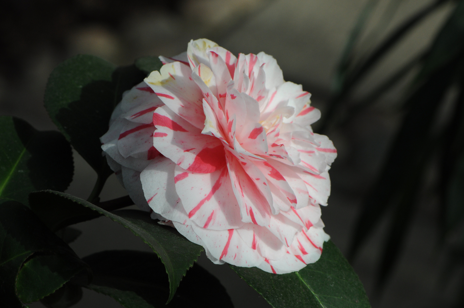 Rhododendronblüte