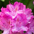 Rhododendronblüte