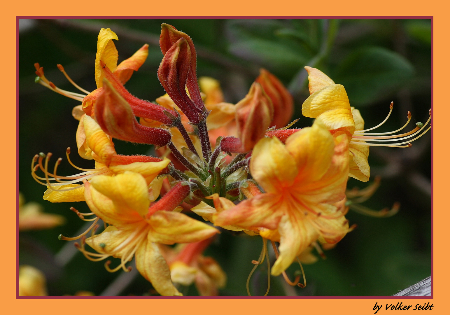 Rhododendronblüte