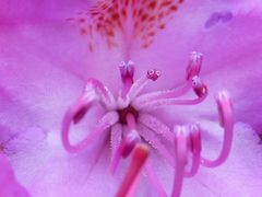 Rhododendronblüte