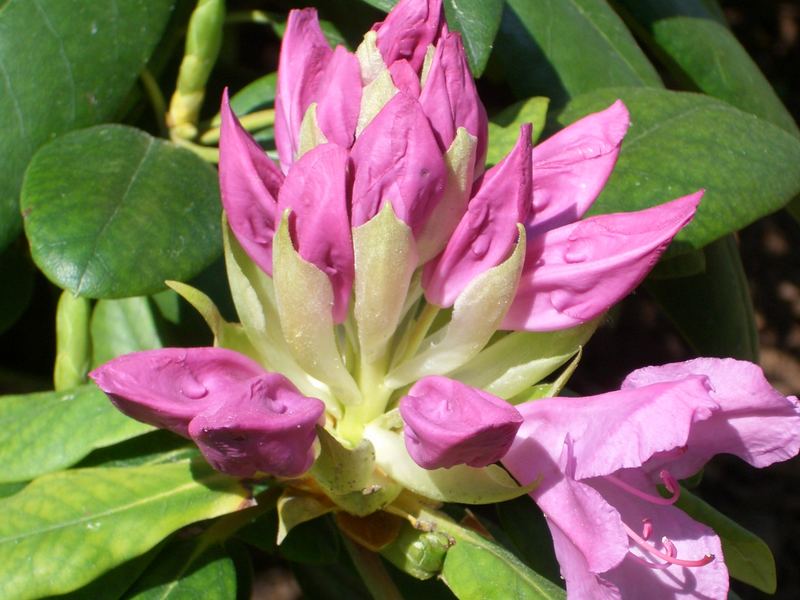 Rhododendronblüte