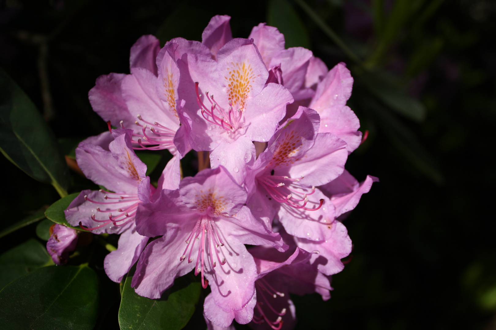 Rhododendronblüte