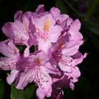 Rhododendronblüte