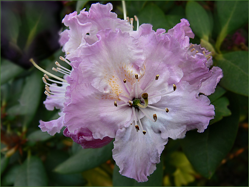 Rhododendronblüte