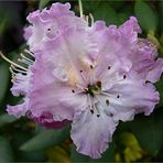 Rhododendronblüte